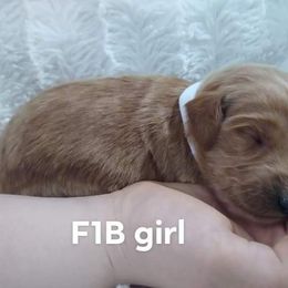 Goldendoodle and Poodle Puppies from Hatten Homestead Doodles