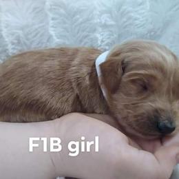 Goldendoodle and Poodle Puppies from Hatten Homestead Doodles