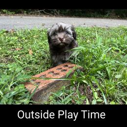 Havanese Puppies from LaBeouf Havanese’s