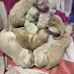 Girl 4 - Golden female Golden Retriever puppy in Tonasket, Washington from Denzil’s Goldens
