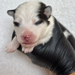 Rum - Black and white male Pomsky puppy in Mc Minnville, Oregon from West Coast Pomskies