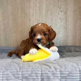 Theo - Apricot male Cavapoo puppy in Tolono, Illinois from The Golden Rule Doodles