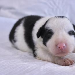 Girl 1 - female Border Collie puppy in Hesperus, Colorado from I&A Border Collies