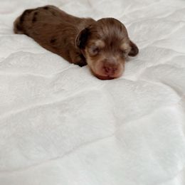 Lyra - Dapple female Dachshund puppy in San Diego, California from Enchantables