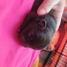Alex - Black male Pug puppy in Fitzwilliam, New Hampshire from Kayla's Pugs