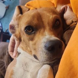 Beagle All Grown Up from Hamptons Ridge Beagles