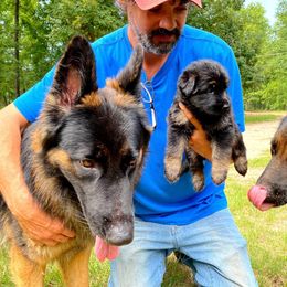 German Shepherd Puppies from Bell’s Shepherd Acres