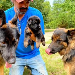 German Shepherd Puppies from Bell’s Shepherd Acres