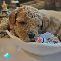 Baby Boy Blue Collar - Red male Assorted Doodle Crosses puppy in Upland, California from IDREAMOFPUPPIES