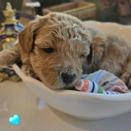 Baby Boy Blue Collar - Red male Assorted Doodle Crosses puppy in Upland, California from IDREAMOFPUPPIES