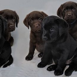 Labrador Retriever Puppies from Barefoot Labradors