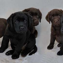 Labrador Retriever Puppies from Barefoot Labradors