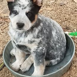 Australian Cattle Dogs from Mystic DK Australian Cattle Dogs