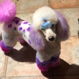 Evie  - Poodle