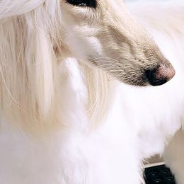 Afghan Hounds from Ancient Afghan Kings