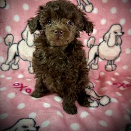 Tiny Koda - Brown male Poodle puppy in Newcomerstown, Ohio from Sheri’s Lil Angel’s