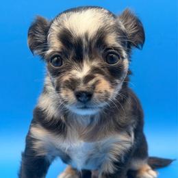 Rocket - Merle male Chihuahua puppy in Georgia/Florida, Florida from Fiesta Pups