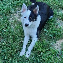 Kimber - Border Collie