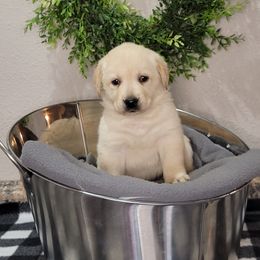Labrador Retriever and Scottish Terrier Puppies from Stephanie Shelton's Labs and Scottish Terriers