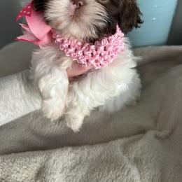 Shih Tzu Puppies from Steps Preppy Pups