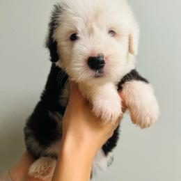 Izze - Gray and white female Old English Sheepdog puppy in Bristol, Indiana from Ridgeruns OES