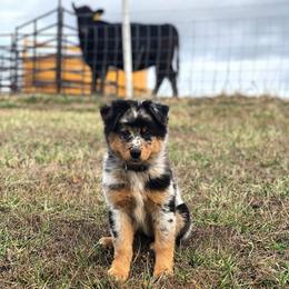 Australian Shepherds and Miniature Australian Shepherds from Farmside Aussies