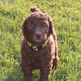 Poodle Puppies from RK'S Pets