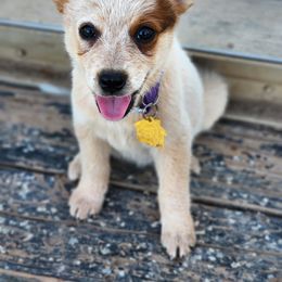 Australian Cattle Dog Puppies from Lazy I Cattle Dogs