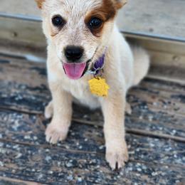 Australian Cattle Dog Puppies from Lazy I Cattle Dogs