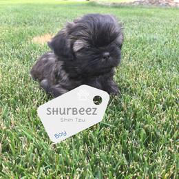 Shih Tzu Puppies from Shurbeez Shih Tzu