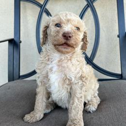 Oak - Cream female Poodle puppy in Tucson, Arizona from Desert Doodles + Poodles