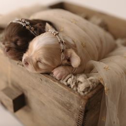 Chihuahua Puppies from Happy Pups