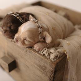 Chihuahua Puppies from Happy Pups
