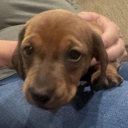 Dachshund Puppies from Lolley Dachshunds