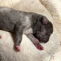 Great Dane Puppies from East Coast Great Danes