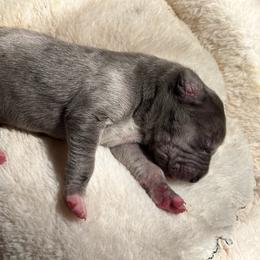 Great Dane Puppies from East Coast Great Danes