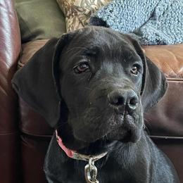Violet - Black female Cane Corso puppy in San Isidro, Texas from MTZCC Ranch, LLC