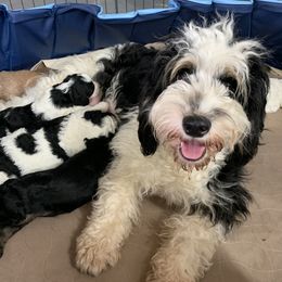 Bernedoodles and Poodles from Luck O the Doodle