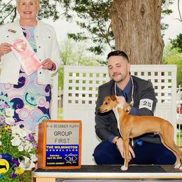 Italian Greyhounds from Envy Italian Greyhounds