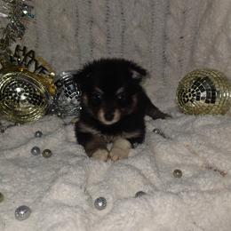 Cinderella - Black and tan female Companion Cross puppy in Decatur, Illinois from Petite Pups