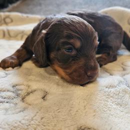 Boy 2 - Chocolate and tan male Dachshund puppy in New Castle, Colorado from Shaffers low riding weiners