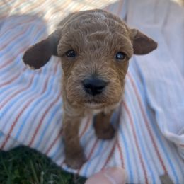 Cavapoo Puppies from Jorden’s Cavapoo’s