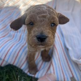 Cavapoo Puppies from Jorden’s Cavapoo’s