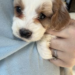Pumpkin - Blenheim female Cavapoo puppy in Osseo, Michigan from Smiths Fluffy butts