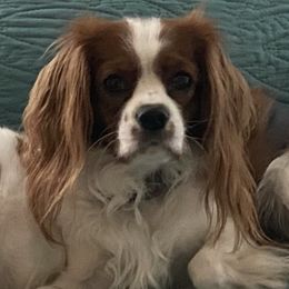 Georgie - Cavalier King Charles Spaniel