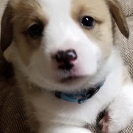 Pembroke Welsh Corgis from Dawn Dobbs's Pembroke Welsh Corgis