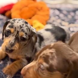 Black and Tan Dapple 1 - Dapple female Dachshund puppy in Harmony, North Carolina from Schuster Haus