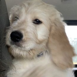 Goldendoodle Puppies from Heartland Poodles and Doodles