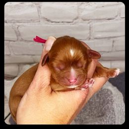 Girl 1 - Cavalier King Charles Spaniel puppy in Spokane, Washington from Treasured Cavaliers of the Pacific Northwest