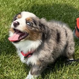 Miniature Australian Shepherd and Toy Australian Shepherd Puppies from Son Shine Farm